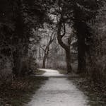 A peaceful snowy pathway through a secluded winter woodland, offering solitude and tranquility.
