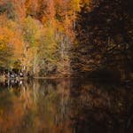 Serene autumn forest with reflected foliage in Bolu, Türkiye.
